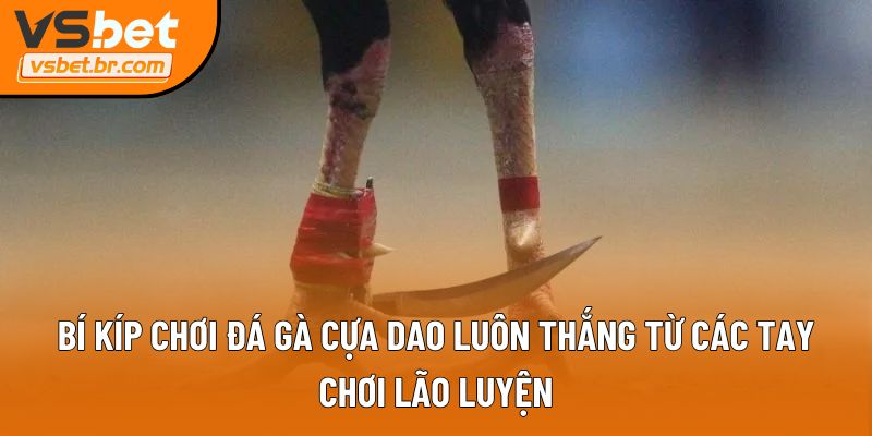 Bí kíp chơi đá gà cựa dao luôn thắng từ các tay chơi lão luyện