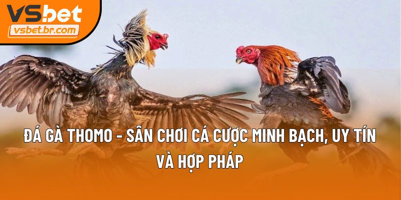 Đá gà Thomo