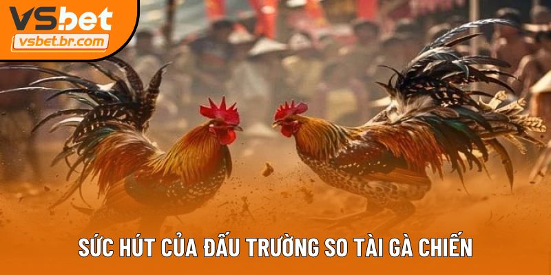 Sức hút của đấu trường so tài gà chiến
